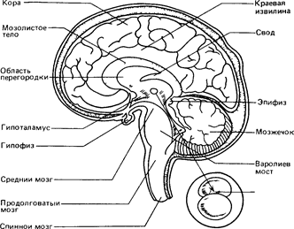 Дополнение А.2. Три «мозга» и эволюция нервной системы - student2.ru