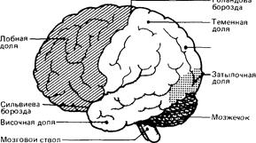 Дополнение А.2. Три «мозга» и эволюция нервной системы - student2.ru