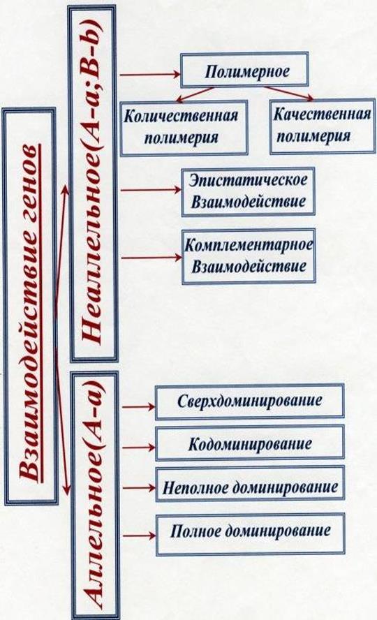 Достижения генетики в диагностике и профилактикенаследственной патологии - student2.ru