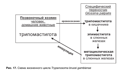 Другие виды простейших, обитающие в организме человека - student2.ru