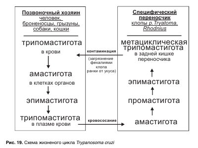 Другие виды простейших, обитающие в организме человека - student2.ru