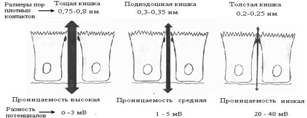 Двигательная и всасывательная функции пищеварительной системы - student2.ru