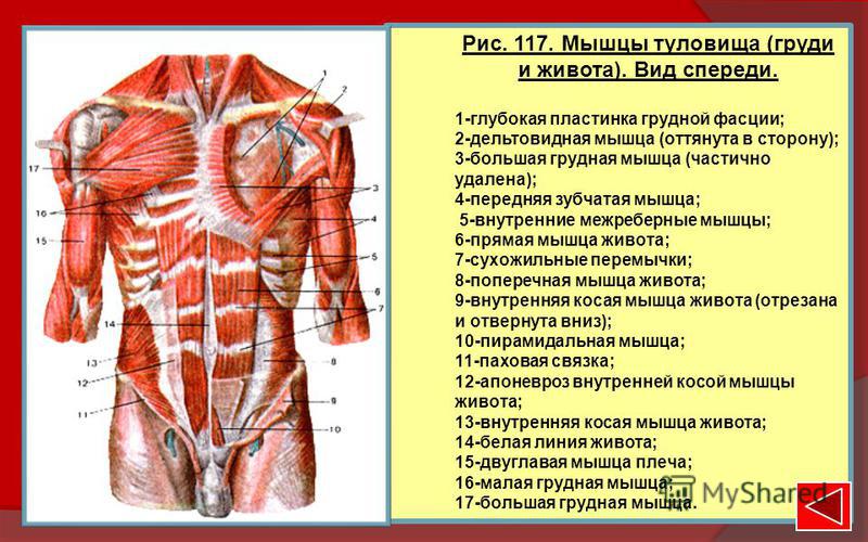 Движения позвоночного столба - student2.ru