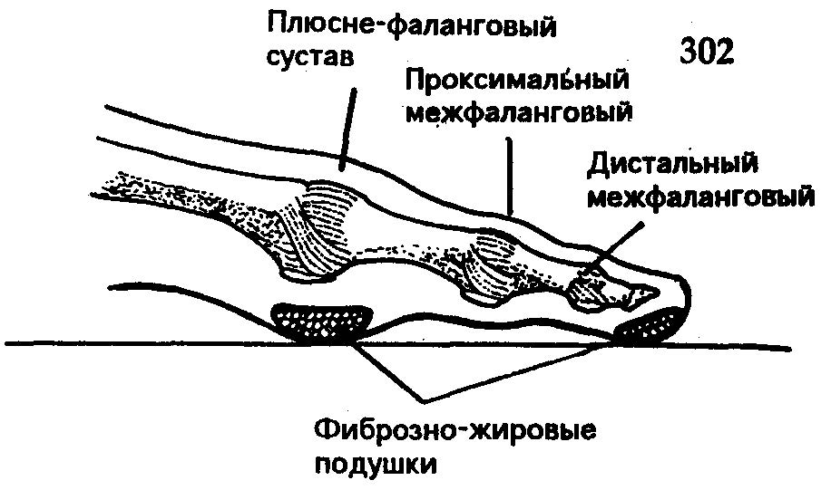 Движения позвоночного столба - student2.ru