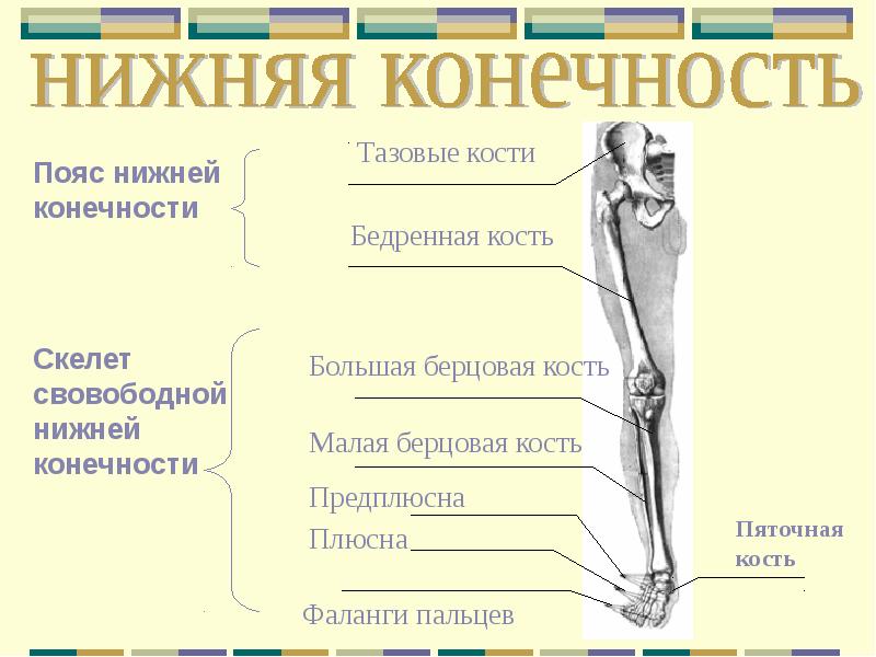 Движения позвоночного столба - student2.ru