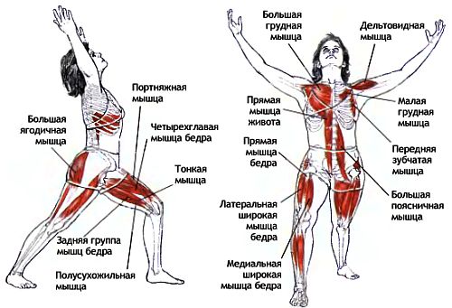 Дыхание. Поза короля танцоров существенно ограничивает движения диафрагмы за счет глубокого разгибания позвоночника и за счет того - student2.ru