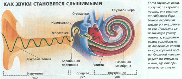 Дыхание, уши, судорога, холод. - student2.ru