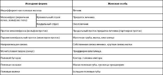 Е - вторичный (пузырчатый) фолликул перед овуляцией) - student2.ru