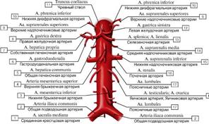 Его стенка состоит из трех оболочек. - student2.ru