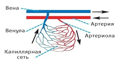 Его стенка состоит из трех оболочек. - student2.ru