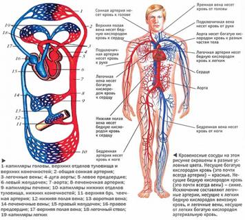 Его стенка состоит из трех оболочек. - student2.ru