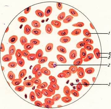 еритроцити. будова. функції - student2.ru