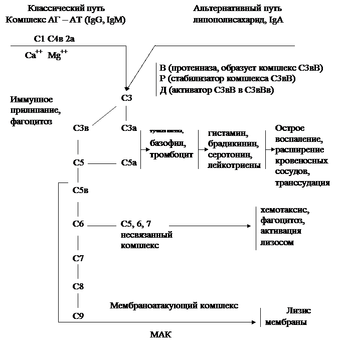 Факторы и механизмы неспецифической противоинфекционной - student2.ru