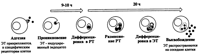 фазовоконтрастная микроскопия - student2.ru