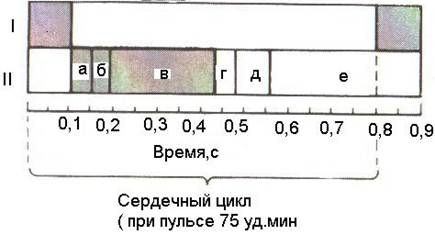 Фазовый анализ цикла сердечной деятельности. - student2.ru