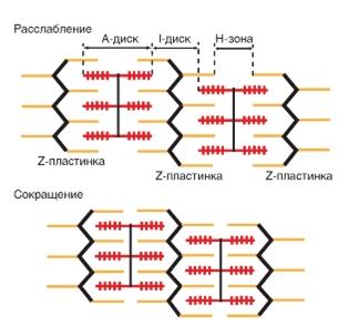 Феномен электромеханического сопряжения - student2.ru