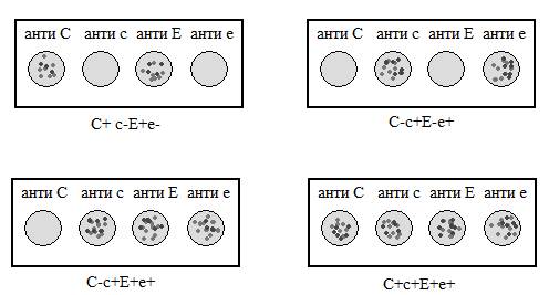 Фенотипирование эритроцитов по антигенам С, с, Е, е. - student2.ru