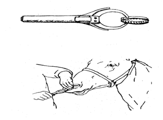 Фиксация лошади также возможна за уши. - student2.ru