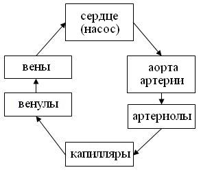 Физические основы гемодинамики - student2.ru