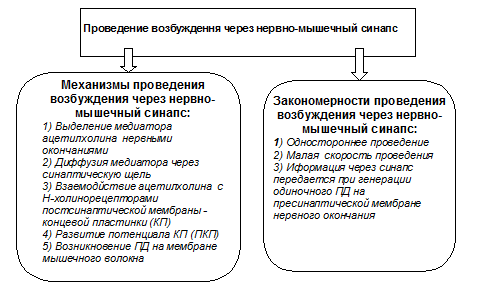 Физиологические механизмы миастении гравис (myastenia gravis) - student2.ru