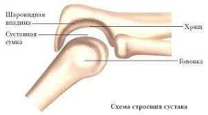 Биологическая функция костной системы включает в себя - student2.ru