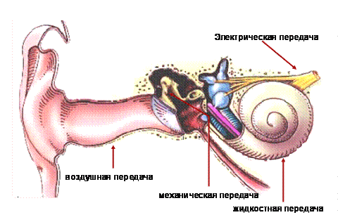 Физиологический механизм восприятия звука - student2.ru