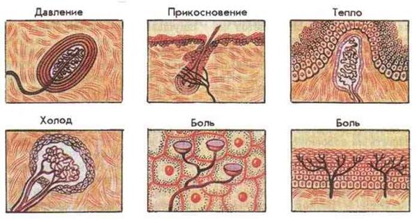 Физиологический механизм восприятия звука - student2.ru