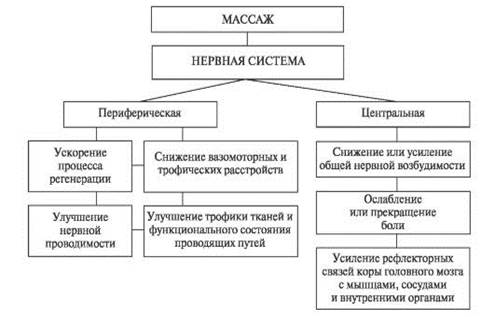 Физиологический механизм воздействия массажа на организм - student2.ru