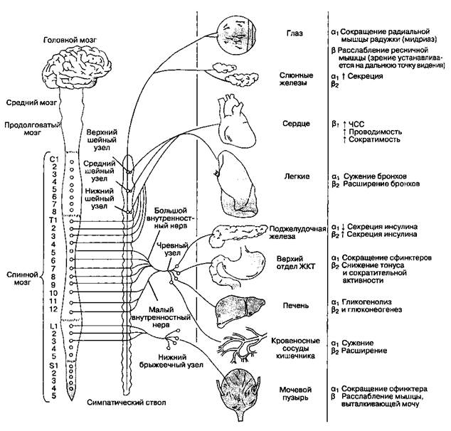 Физиология адренорецепторов - student2.ru