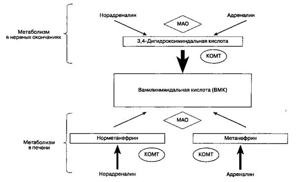 Физиология адренорецепторов - student2.ru