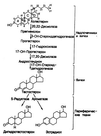 Физиология и регуляция функции яичек - student2.ru