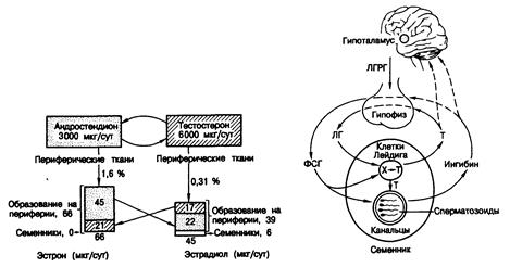 Физиология и регуляция функции яичек - student2.ru