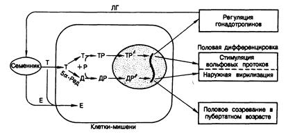 Физиология и регуляция функции яичек - student2.ru
