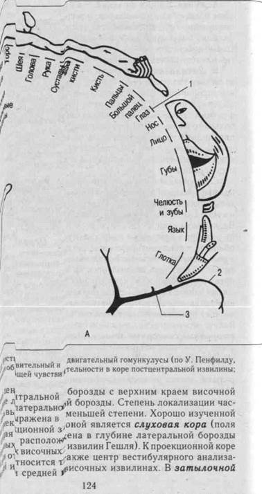 физиология коры большого мозга - student2.ru