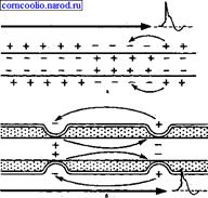 Физиология нервов и нервных волокон. - student2.ru