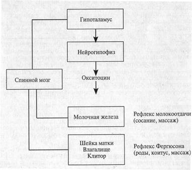 нейроэндокринная регуляция половых процессов - student2.ru