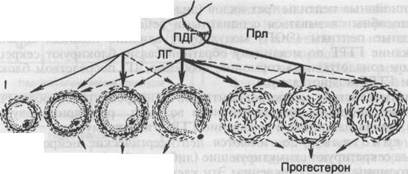 физиология женской репродуктивной системы. менструальный цикл - student2.ru