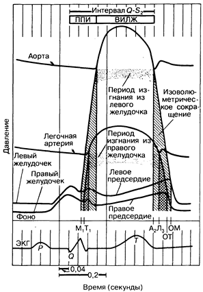 Фонокардиография, систолические временные интервалы и кривые пульса - student2.ru