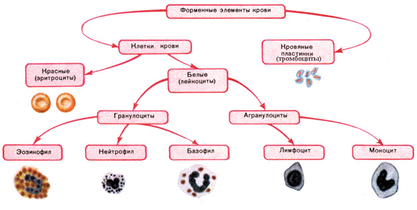 Форменные элементы крови, физиологическая роль каждого вида форменных элементов - student2.ru