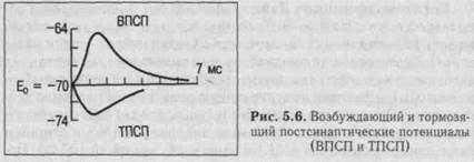 функции центральной нервной системы - student2.ru