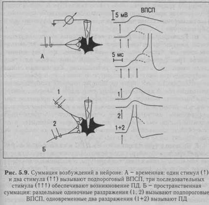 функции центральной нервной системы - student2.ru