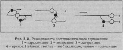 функции центральной нервной системы - student2.ru