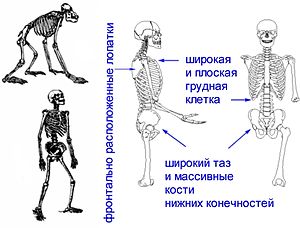 Первая помощь при травмах позвоночника - student2.ru