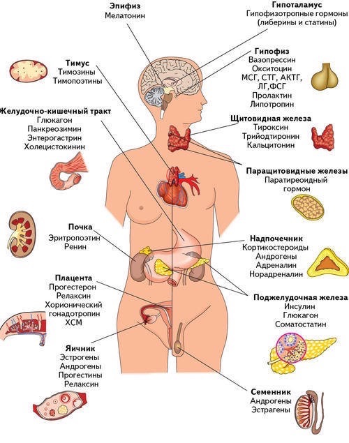 Функции гормонов щитовидной железы - student2.ru