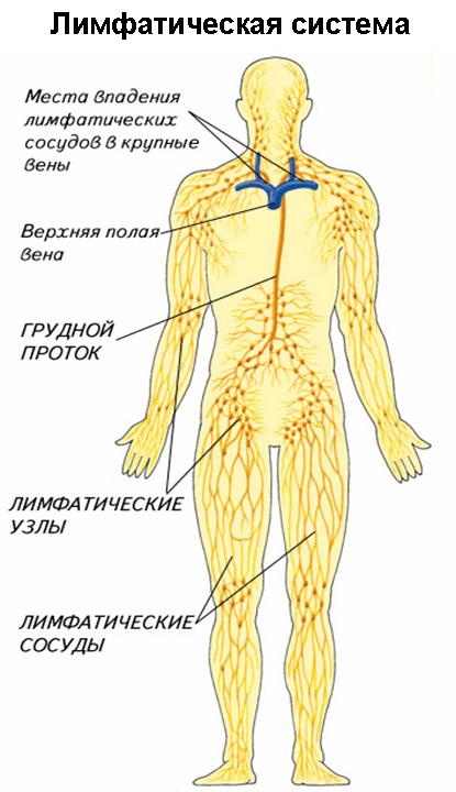 Функции лимфатической системы. - student2.ru