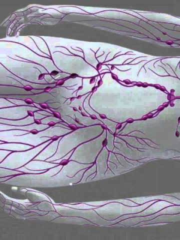 Функции лимфатической системы. - student2.ru