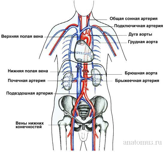 Функции лимфатической системы. - student2.ru