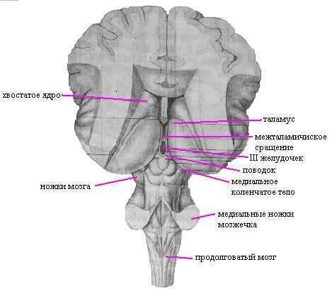 Функциональная анатомия головного мозга. Механизмы удовлетворения потребности во сне - student2.ru