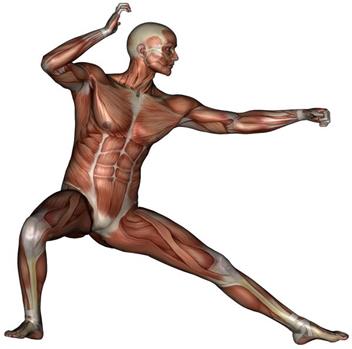 Функциональные группы мышц, производящие движения в суставах свободной нижней конечности. - student2.ru