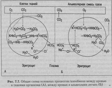 Газообмен между альвеолами и кровью организма - student2.ru